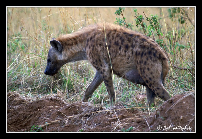53 Safari Kenya